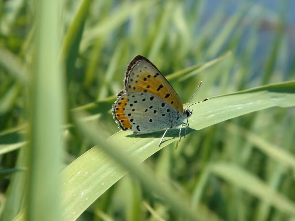 Bronzé, Mâle