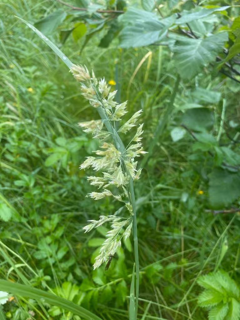 Eminent bluegrass, In flower