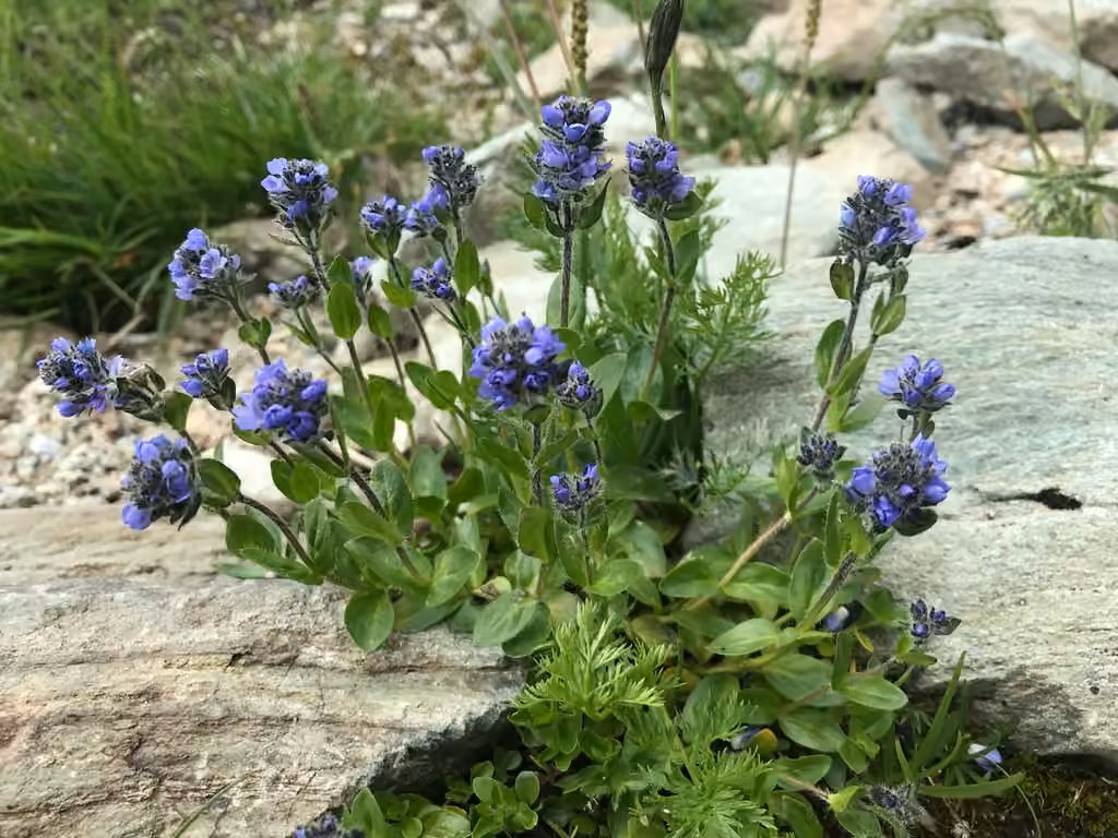 Véronique alpine, photo 1 sur 5