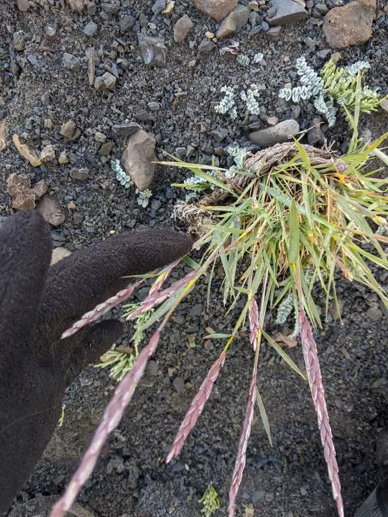 Élyme à glumes larges, En fleurs