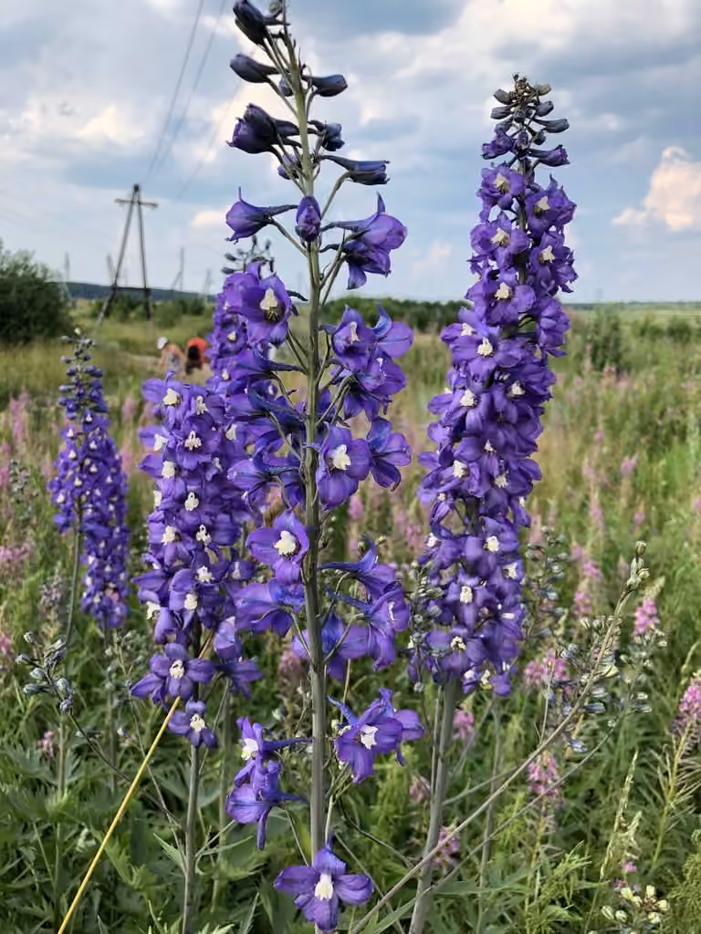 Garden Delphinium, photo 1 sur 5