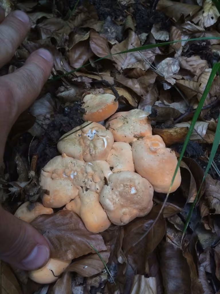 Pied-de-mouton, photo 2 sur 5