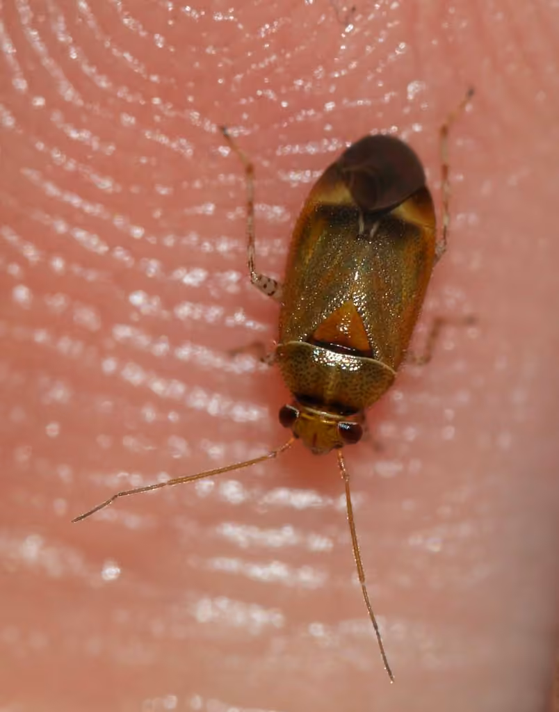 Plant bug, photo 3 of 5