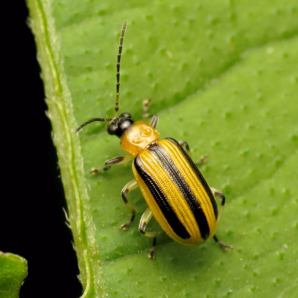 Chrysomèle rayée du concombre