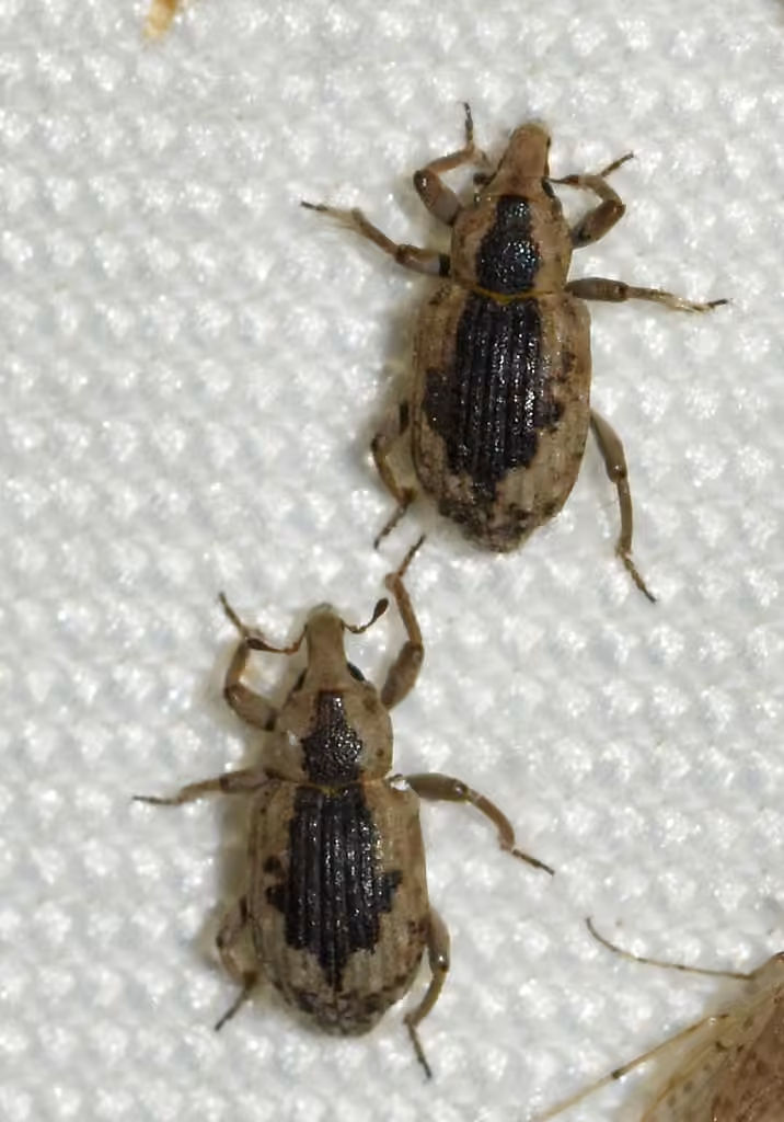Rice water weevil, photo 2 of 5