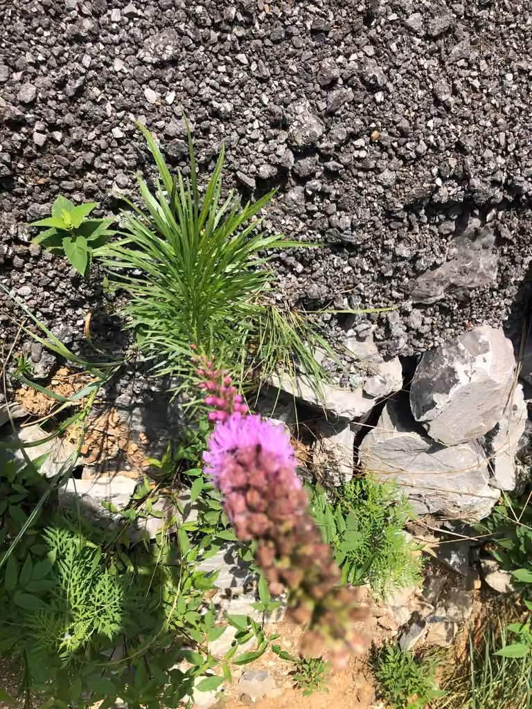 Dense blazing star, In flower