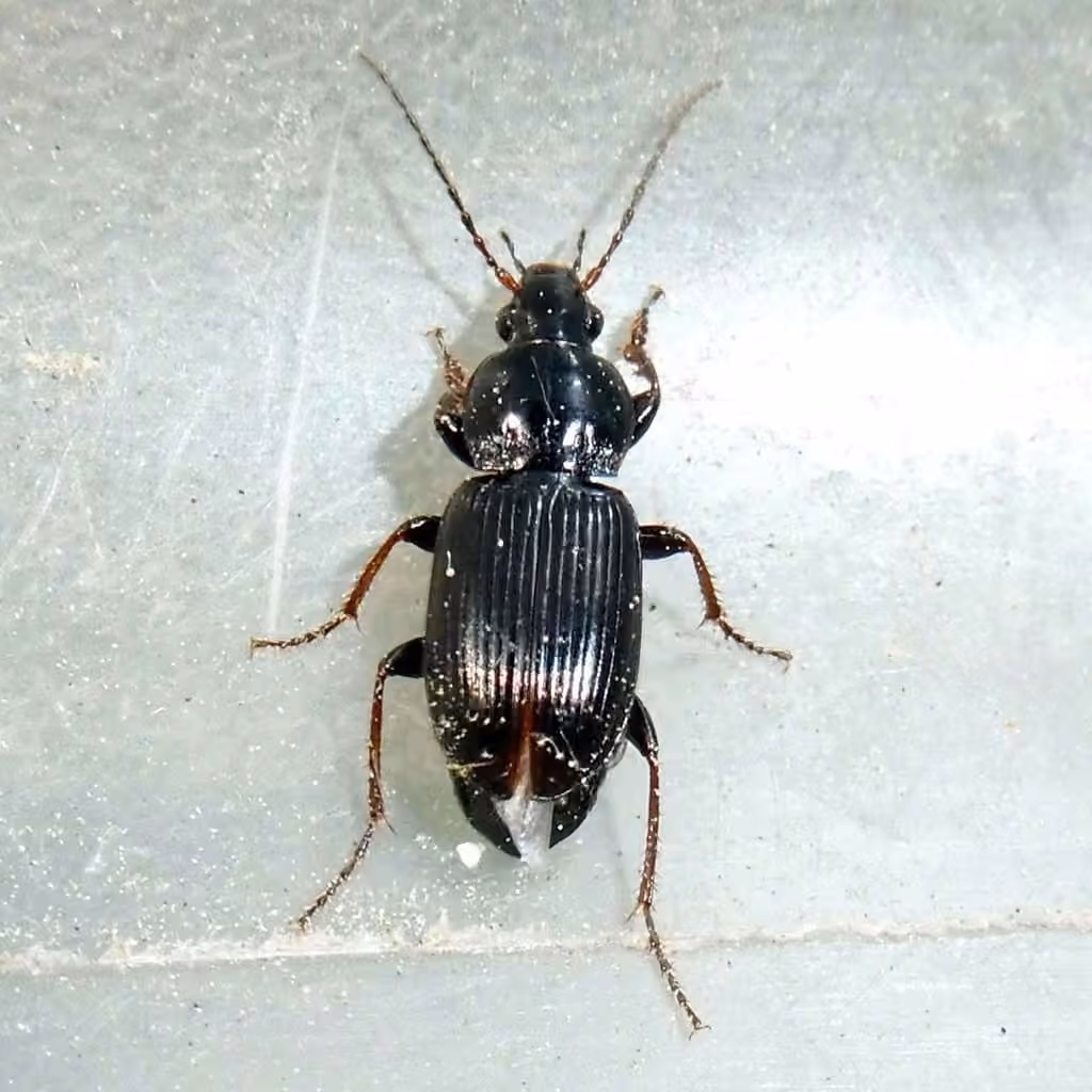 Spring Blackclock, Male