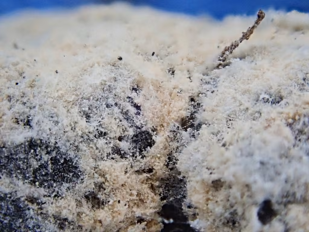 Trichothecium roseum, photo 3 of 5