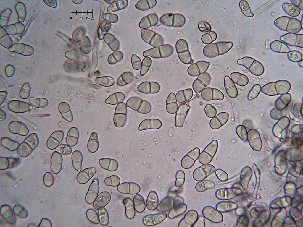 Trichothecium roseum, photo 2 of 5