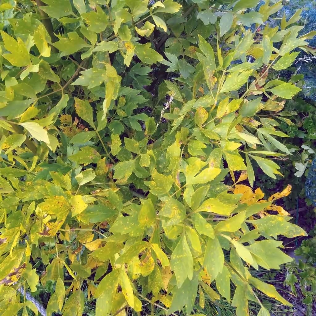 Livèche officinale, En fleurs