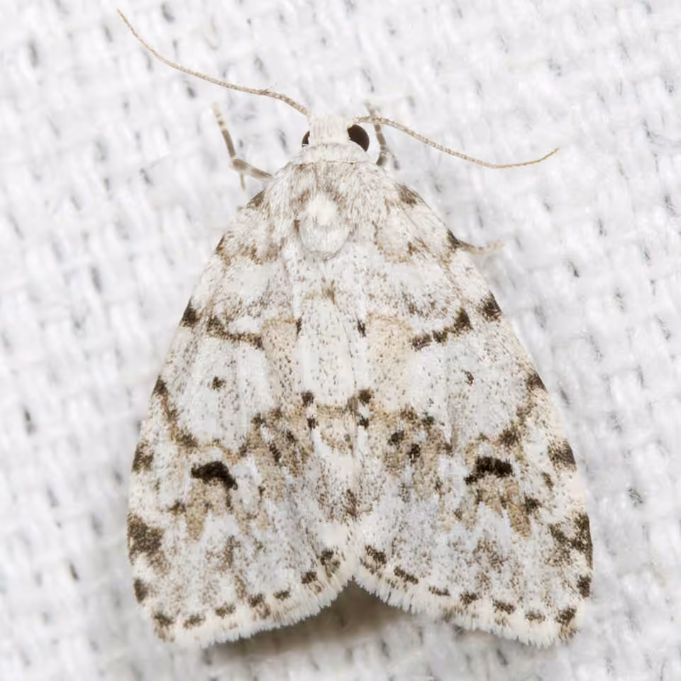 Little White Lichen Moth, photo 2 of 5