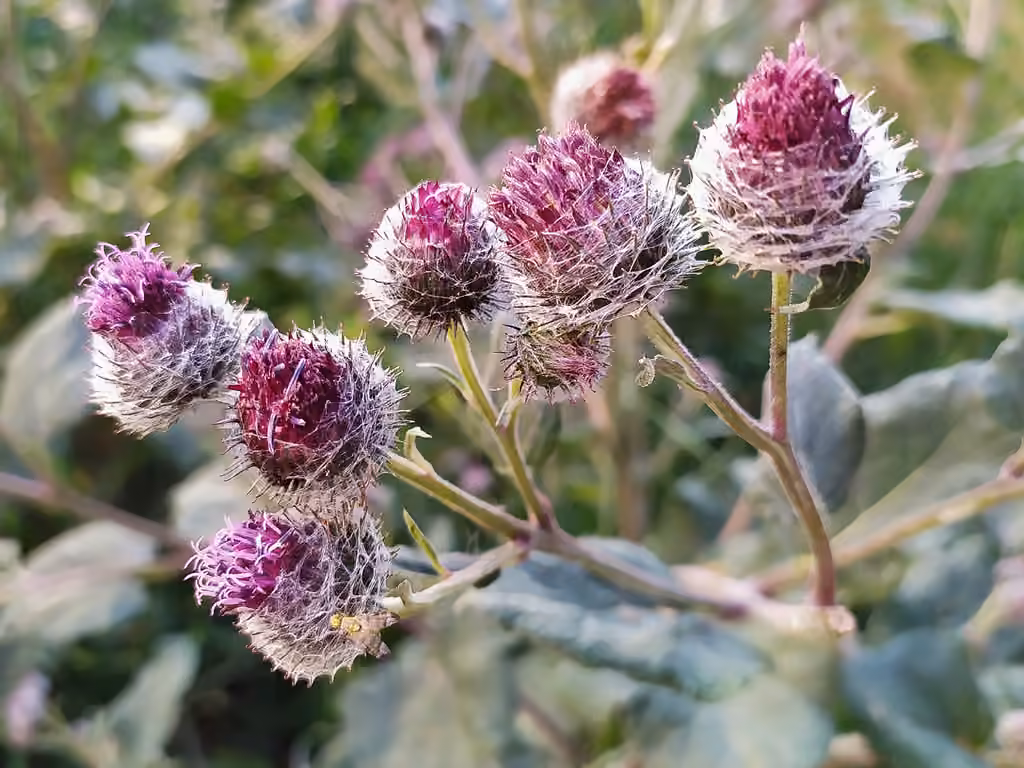 Bardane tomenteuse, En fleurs