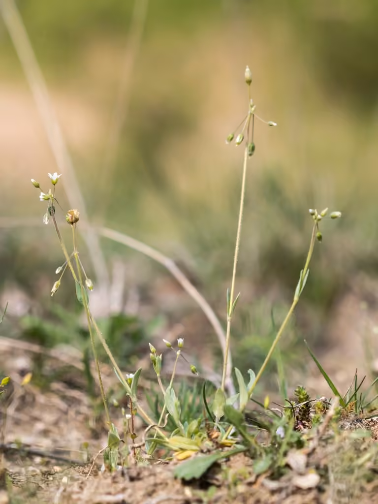 Jagged chickweed, photo 1 of 5