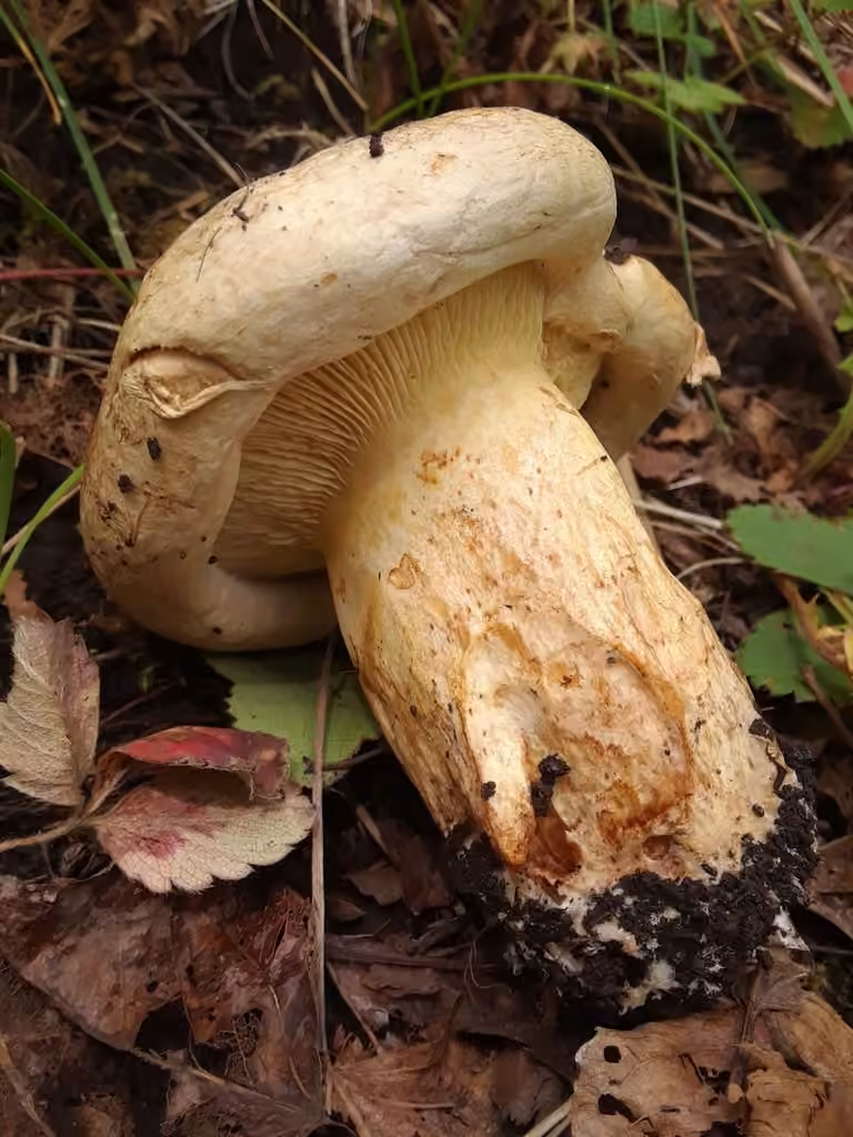 Spring Paxillus