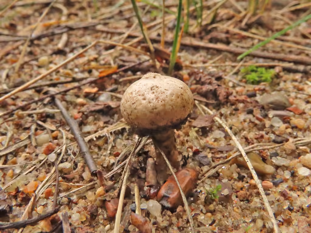 Tulostome fimbrié, photo 2 sur 5