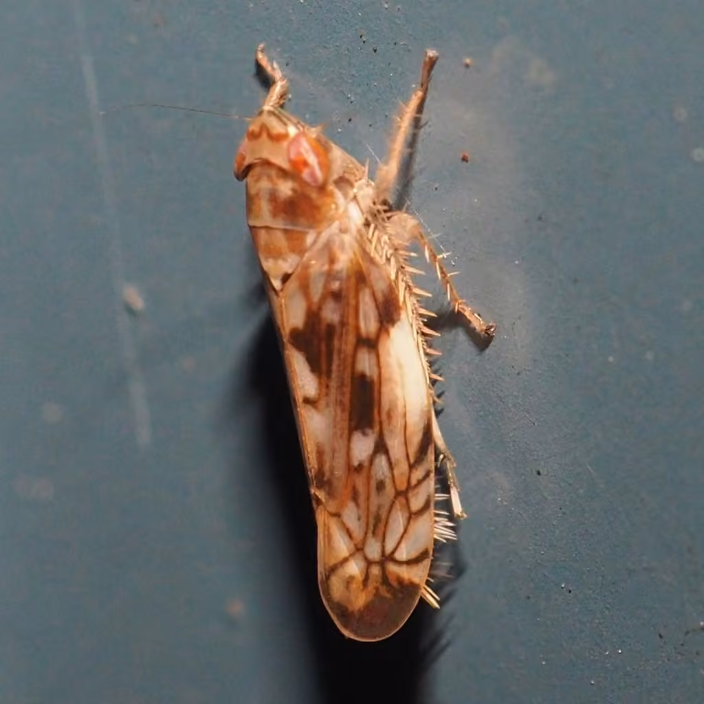 Scaphoideus carinatus, Adult