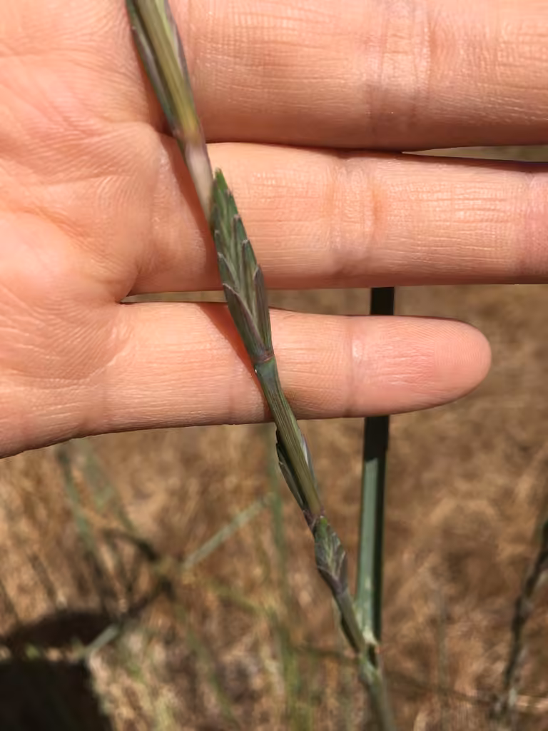 Eurasian quackgrass, photo 3 of 5