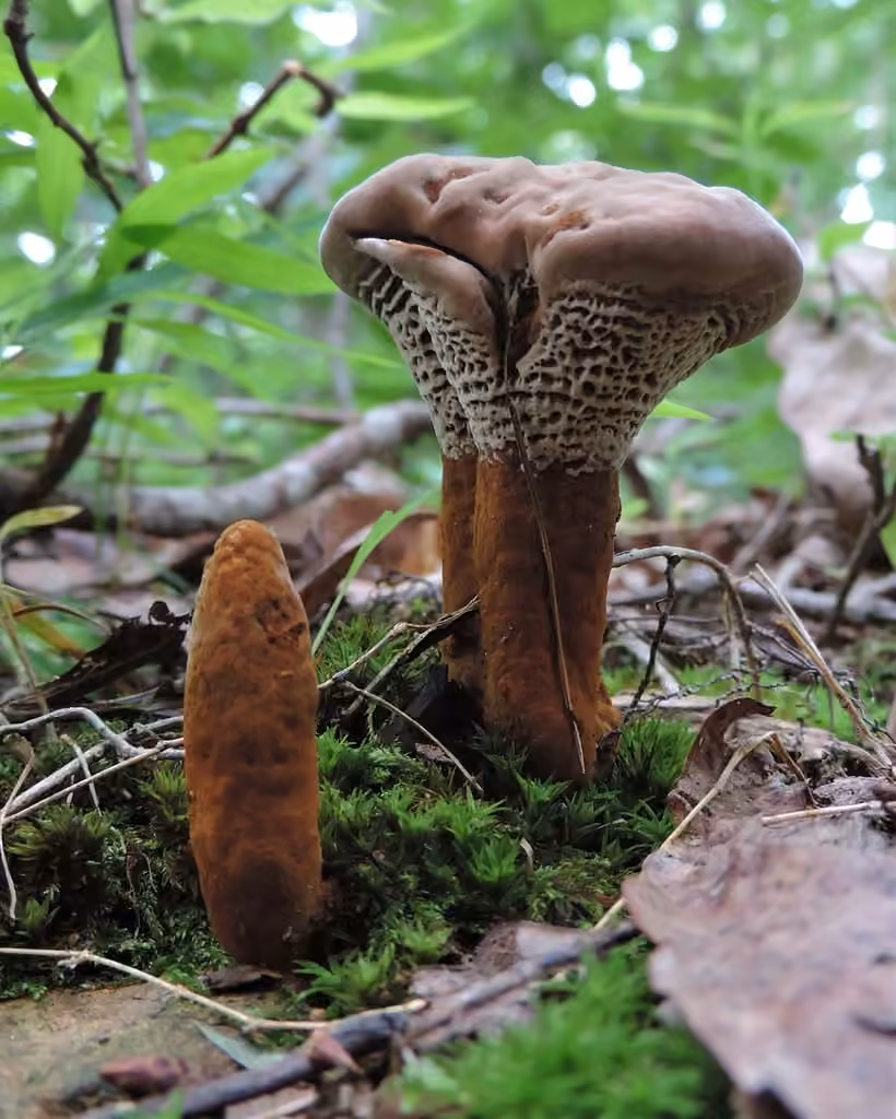 Coltricia montagnei