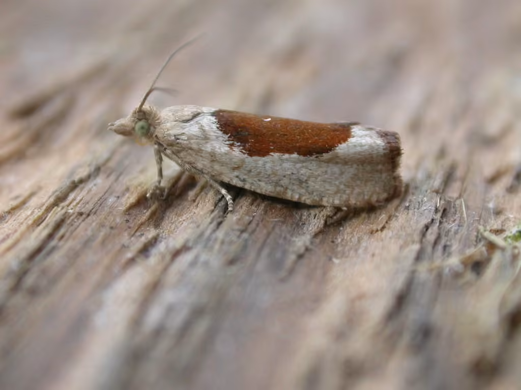 Birch Leafroller Moth, photo 1 of 5