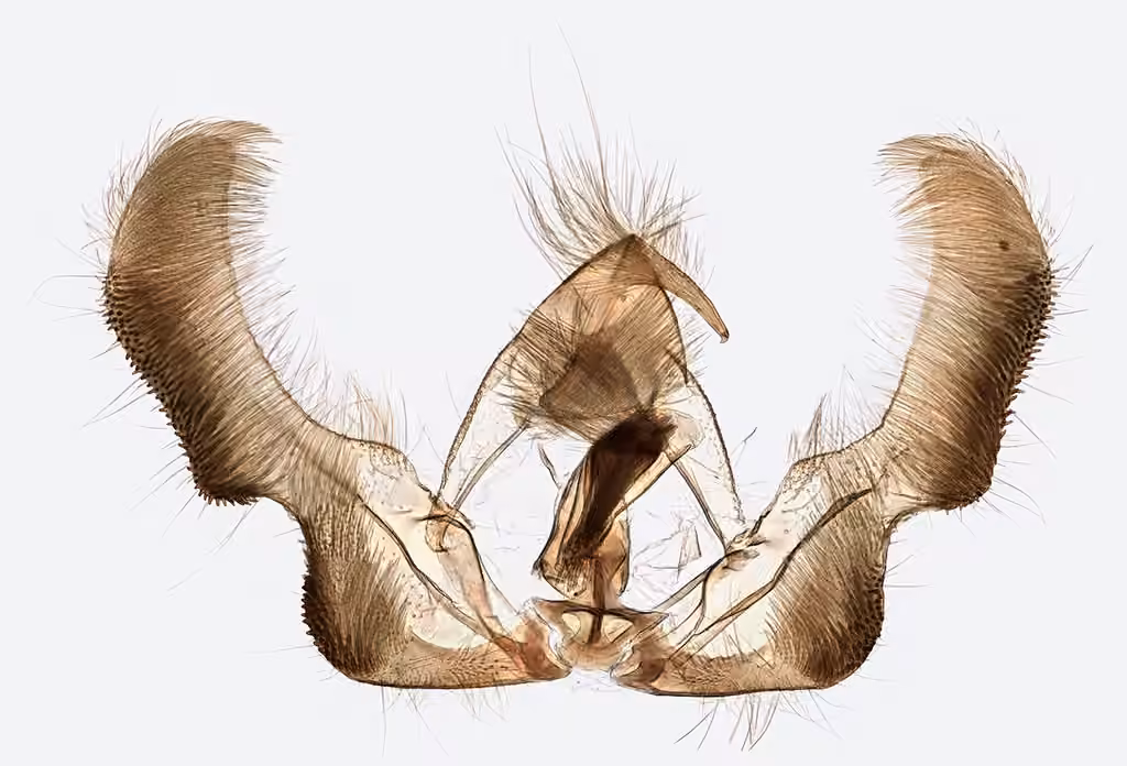 Birch Leafroller Moth, photo 3 of 5