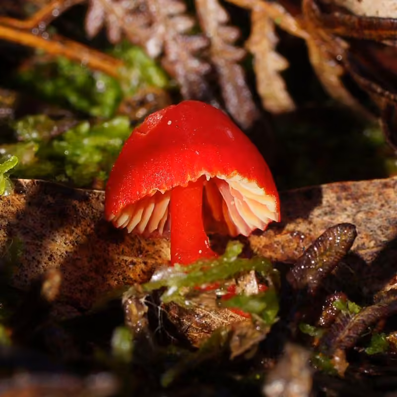 Vermilion Waxcap, photo 2 of 5