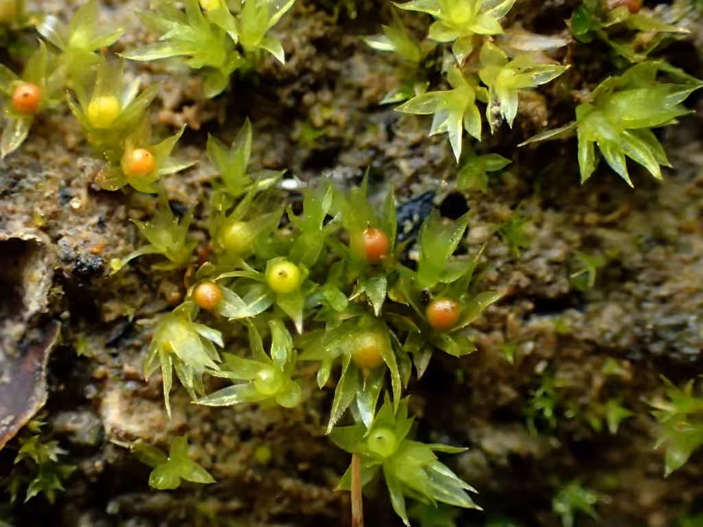 Korrigan à feuilles étalées