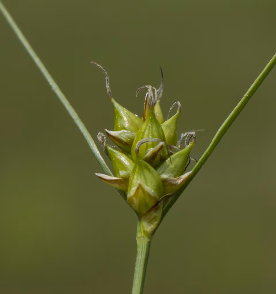 Carex oligosperme, En fruits