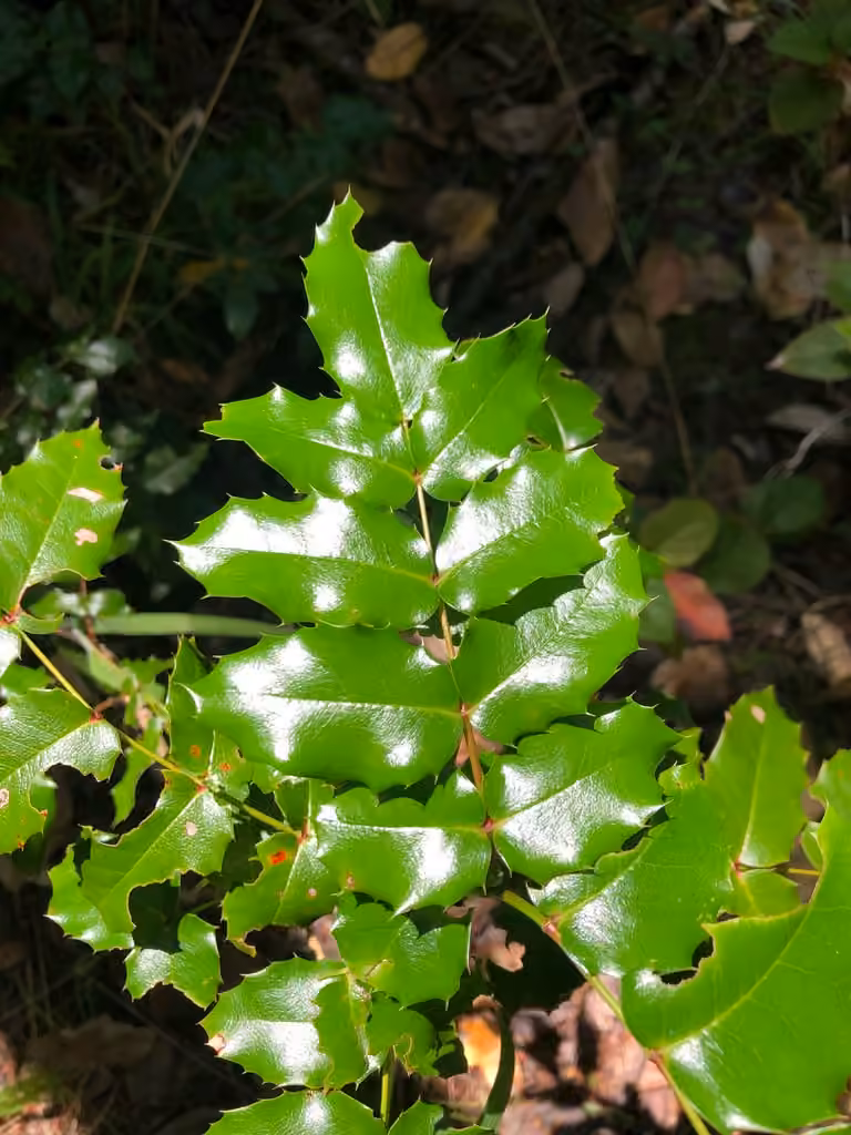 Mahonia à feuilles de houx