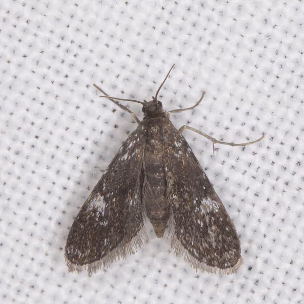 Black Duckweed Moth, photo 1 sur 5