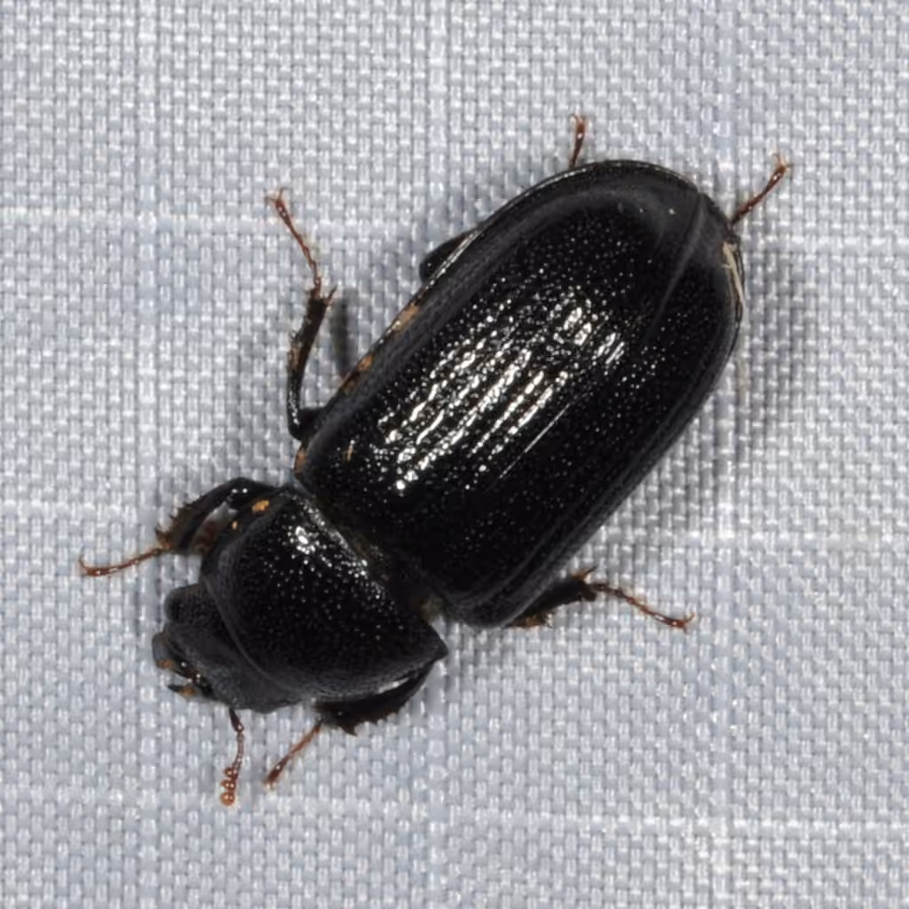Red-rot Decay Stag Beetle, Female
