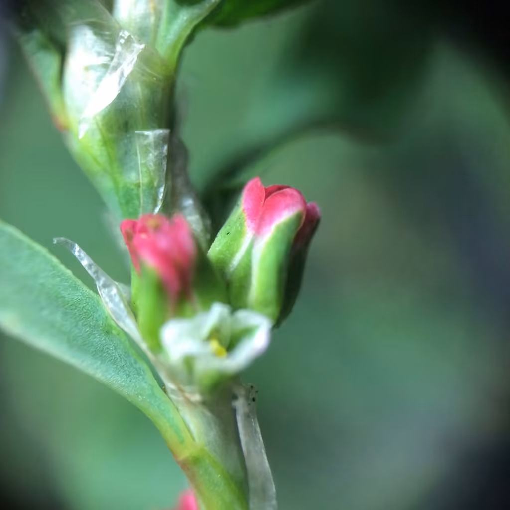 Prostrate knotweed, In flower