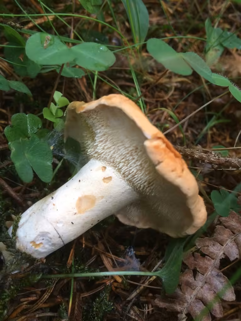 Pied-de-mouton roux, photo 2 sur 5