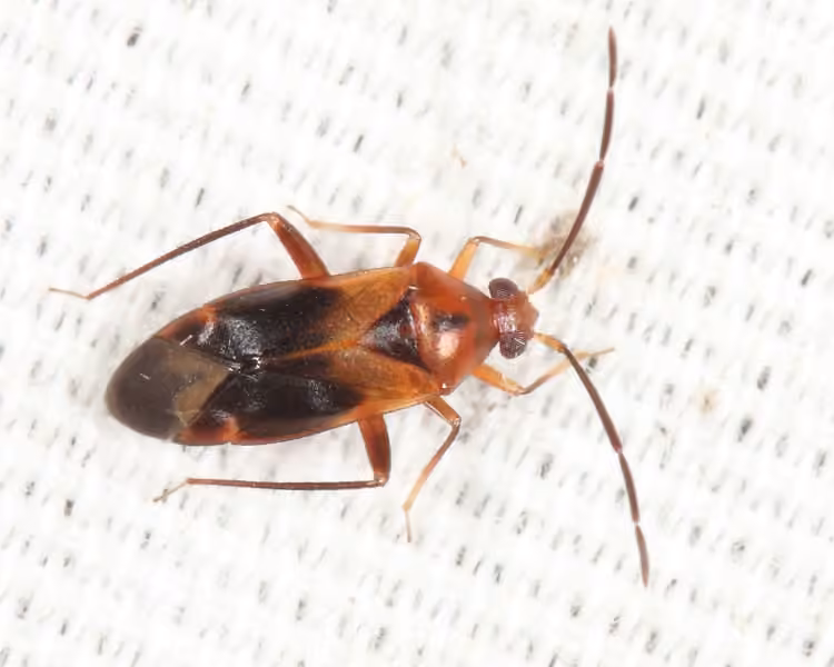 Ceratocapsus modestus, photo 1 sur 5