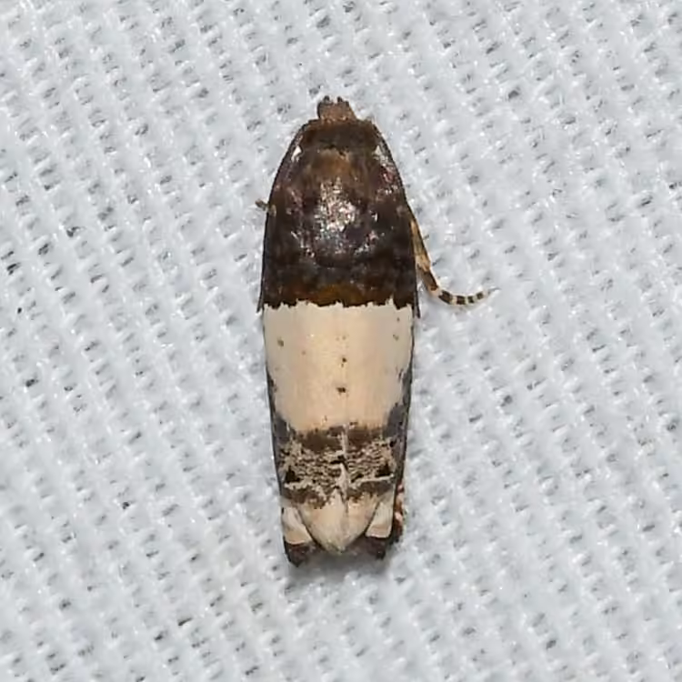 Goldenrod Gall Moth, photo 1 sur 5