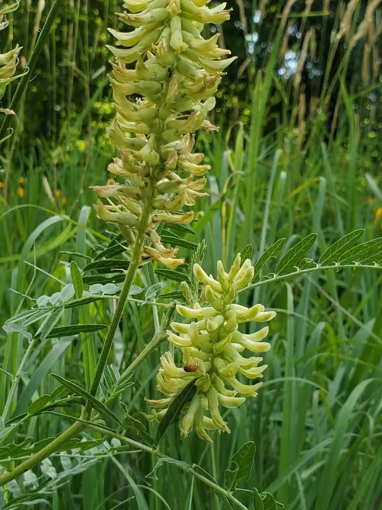 Astragale du Canada, En fleurs
