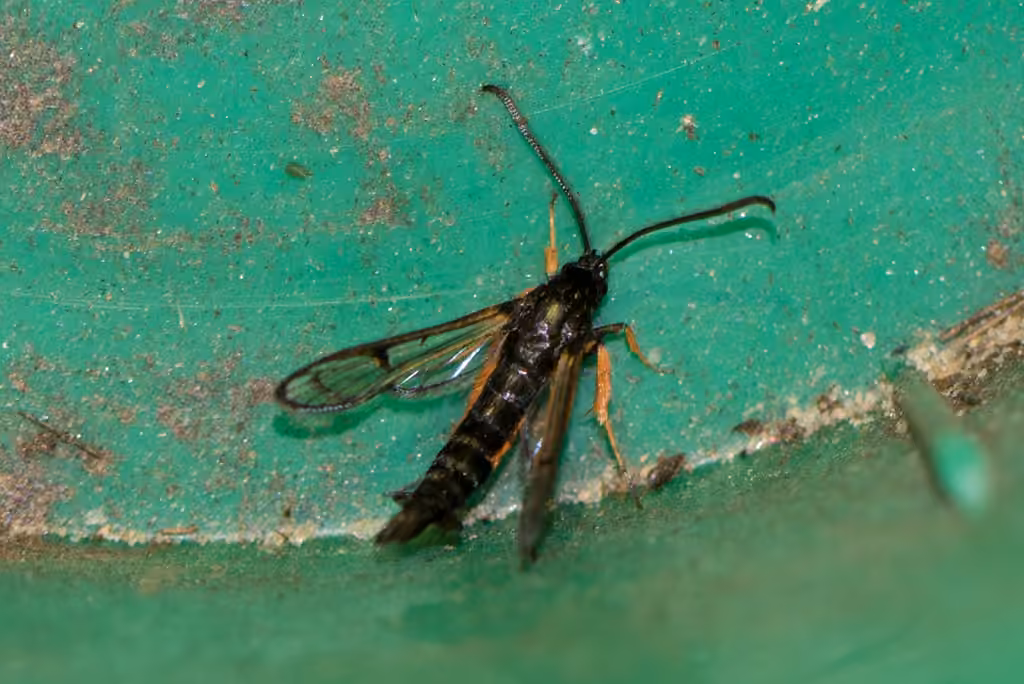 Synanthedon fulvipes, Mâle
