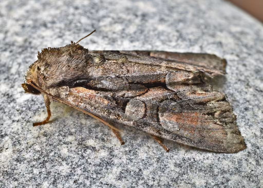 Speckled Cutworm Moth, Adulte