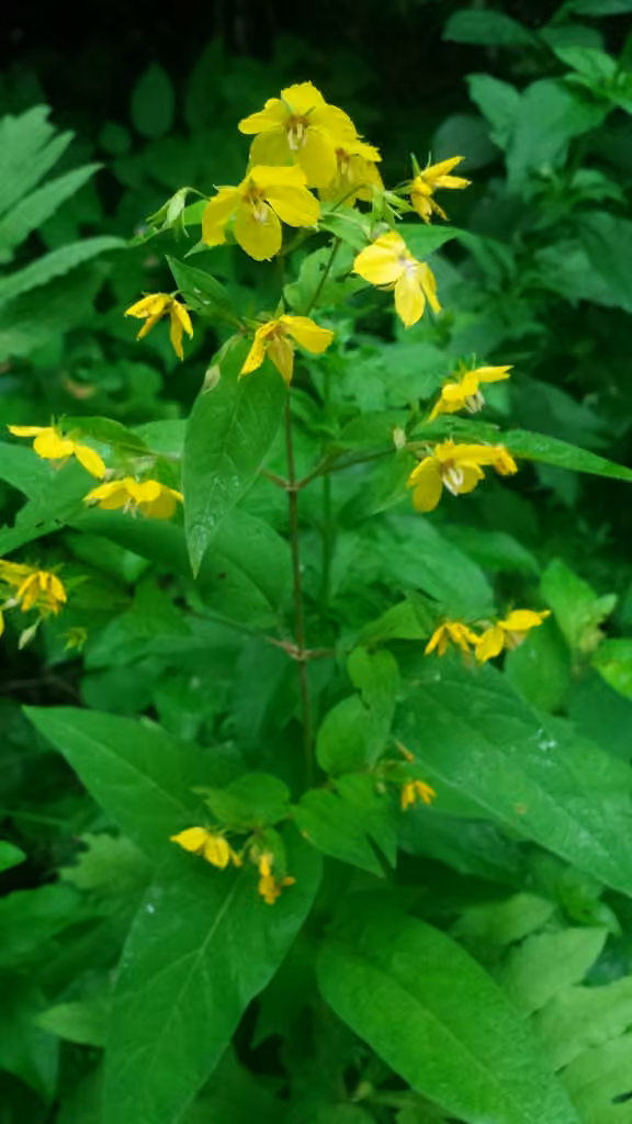 Lysimaque ciliée, En fleurs