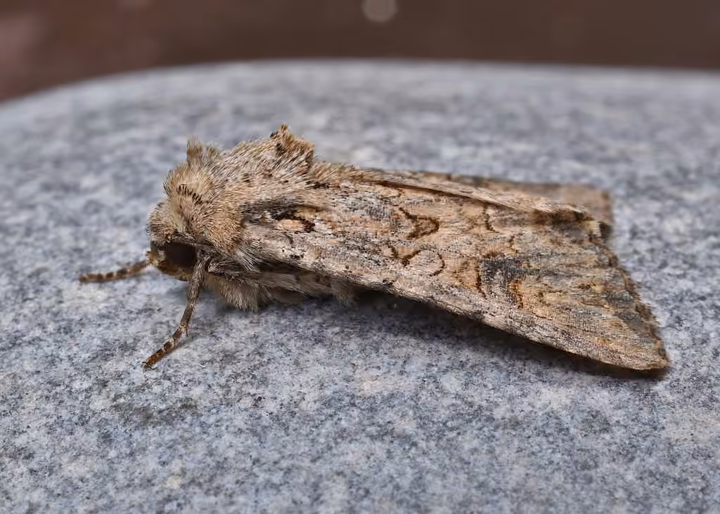 Nutmeg Moth, photo 3 of 5