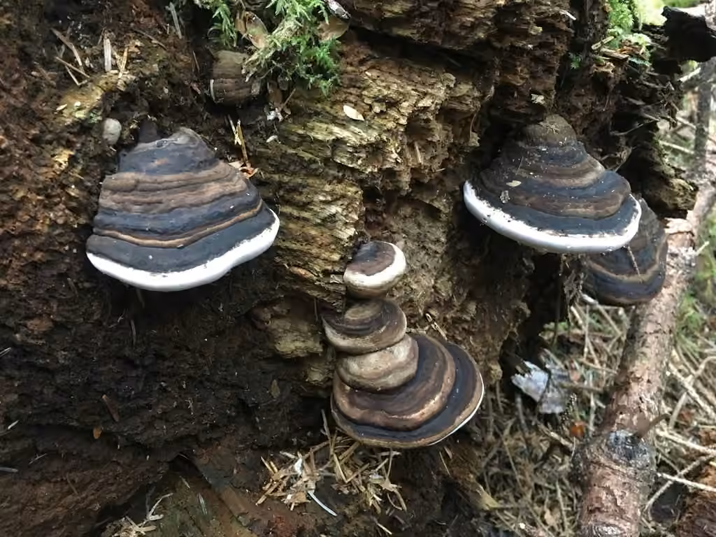 Ochre-banded Conk, photo 1 of 5