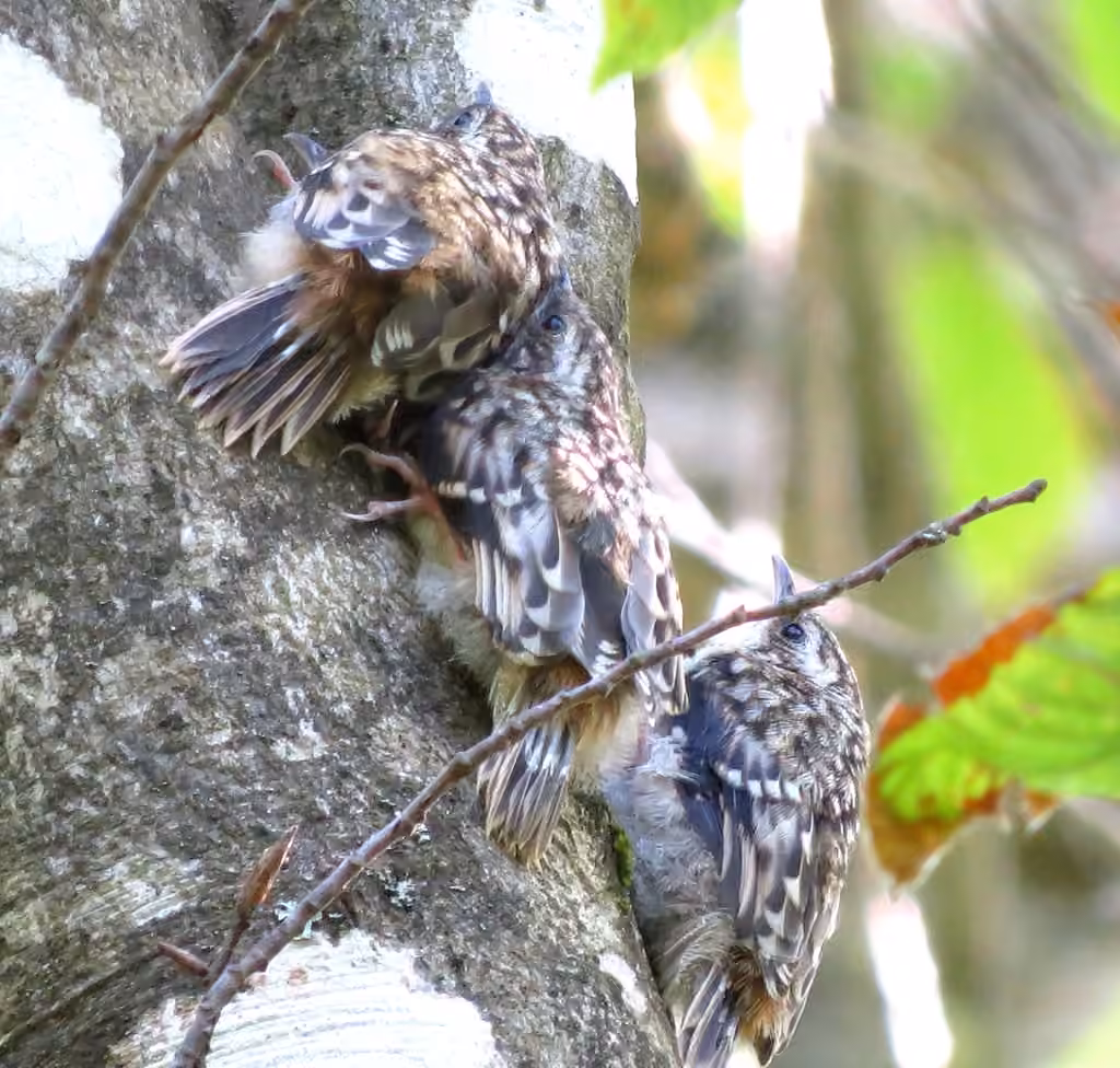 Brown Creeper, Juvenile