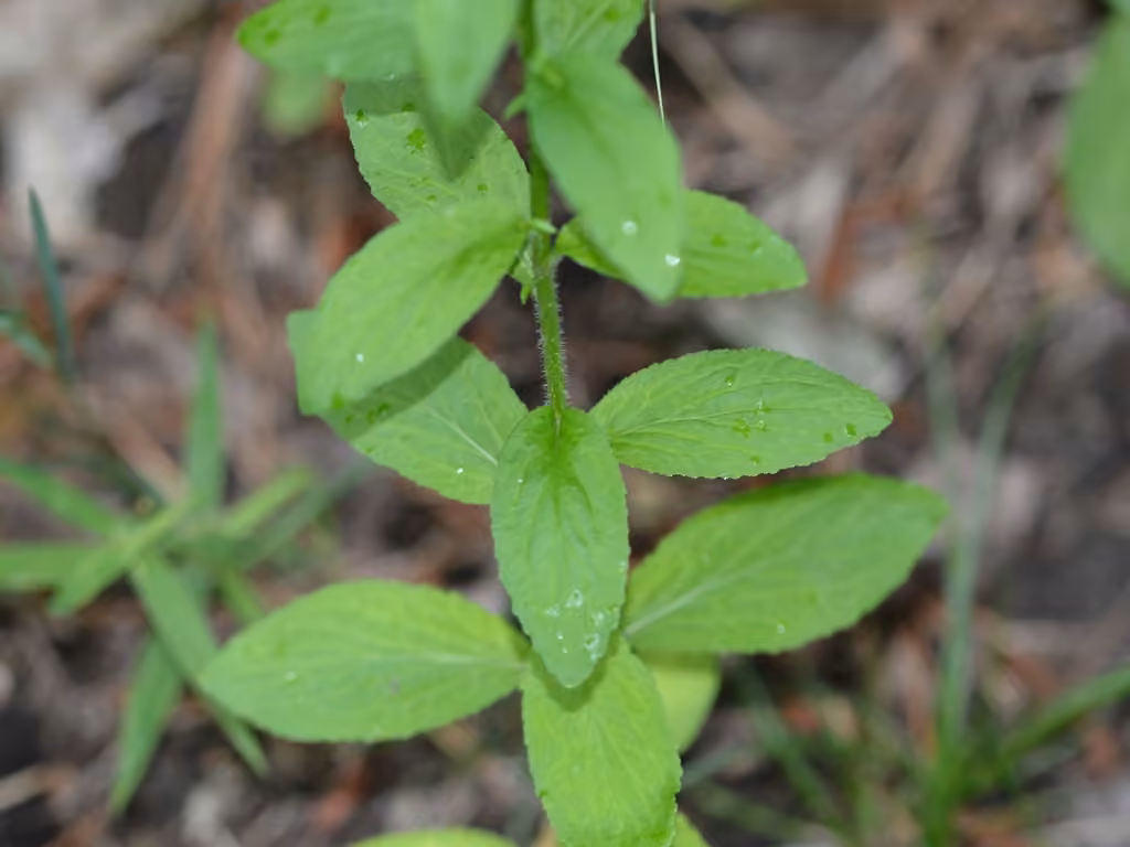 Indian-tobacco, photo 3 of 5