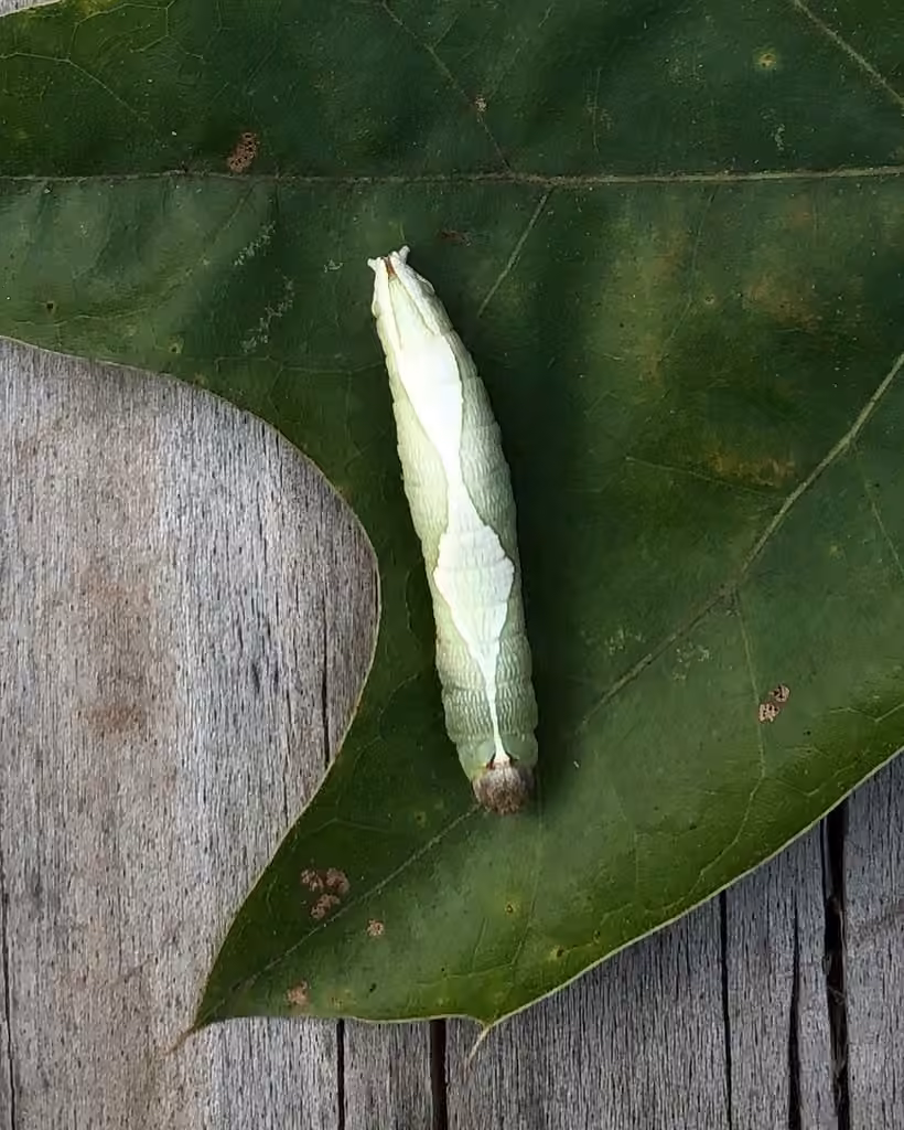 Oblique Heterocampa Moth, Caterpillar