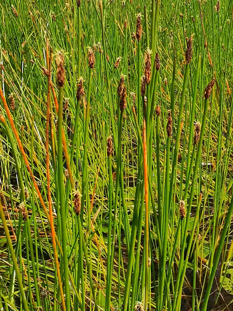 Kamchatka spikerush, photo 2 of 5