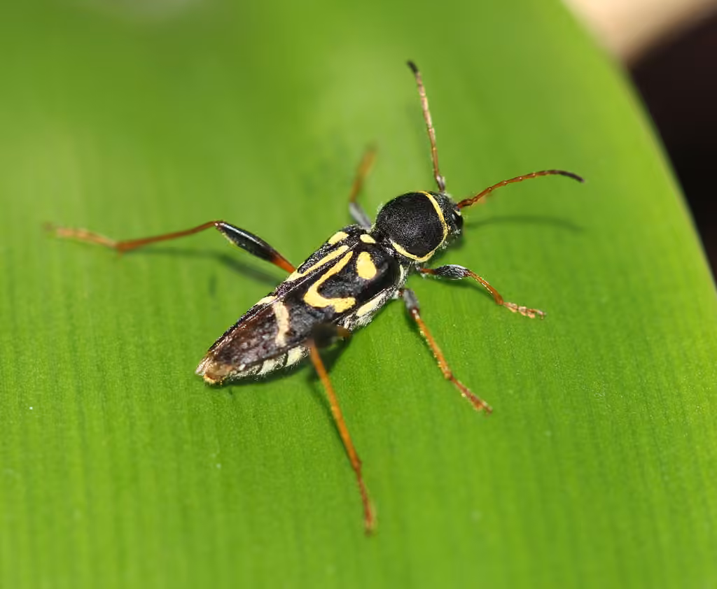 Longicorne des champs, photo 3 sur 5