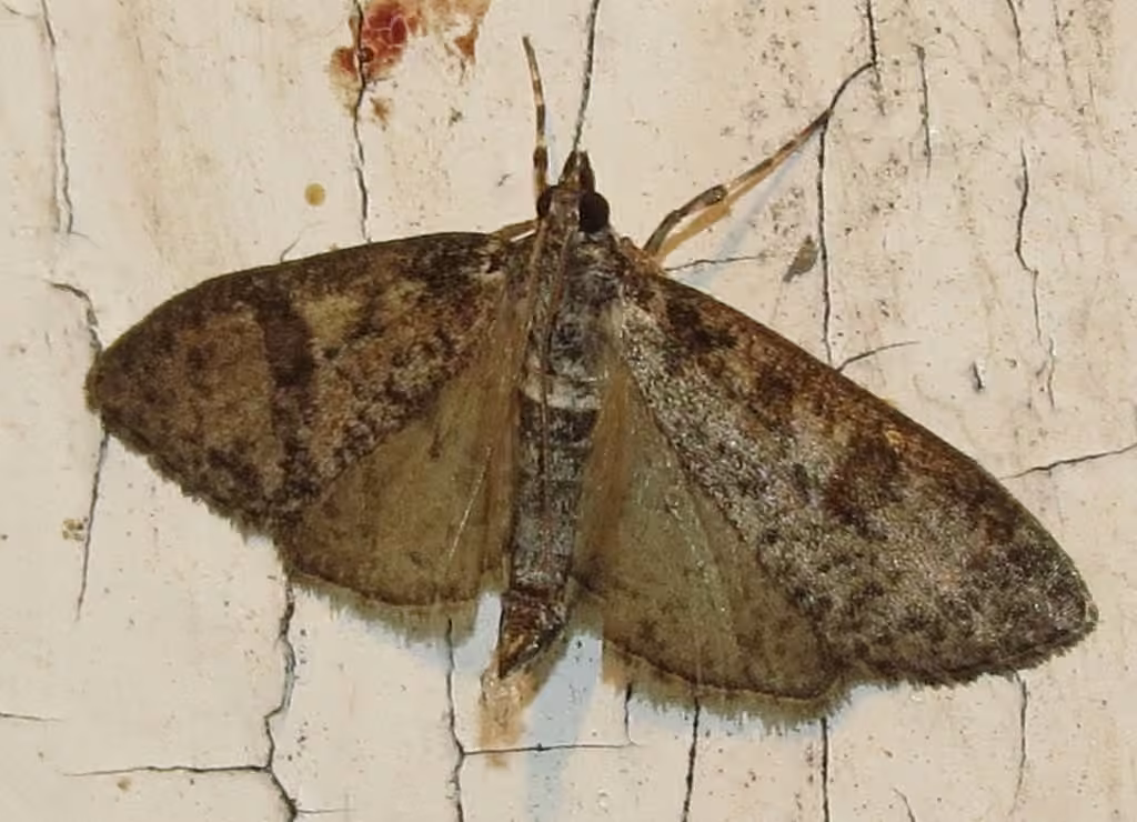 Palpita arsaltealis, Adulte