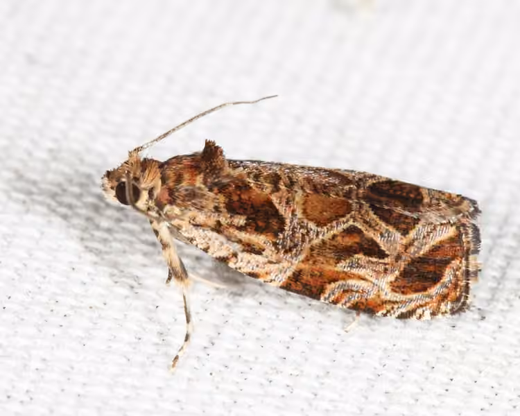Lacuna Moth, Adult