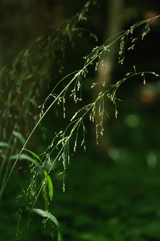 Wood millet, photo 1 of 5