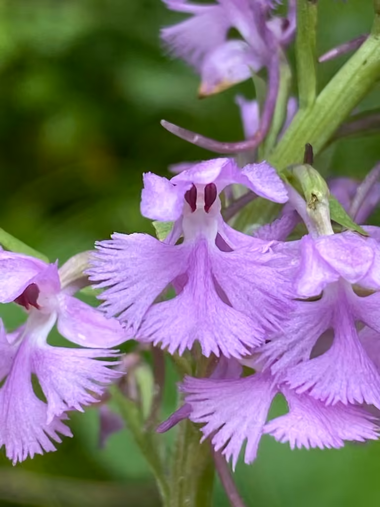 Platanthère papillon