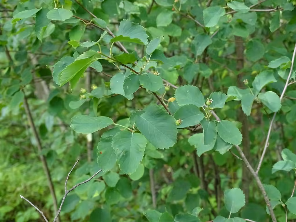 Low serviceberry, In fruit